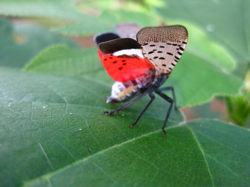 常见的昆虫斑衣蜡蝉图片