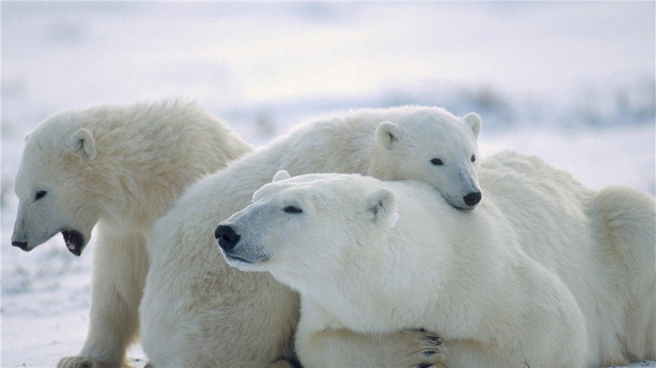 雪原上的北极熊高清大图欣赏