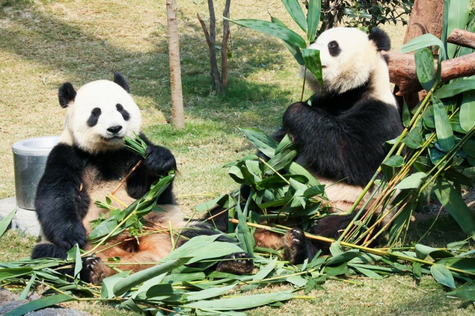 可爱的国宝大熊猫图片