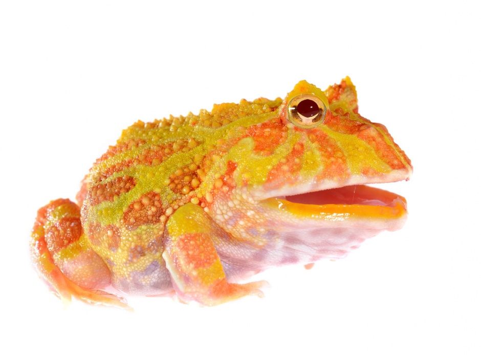 彩色青蛙高清图片素材