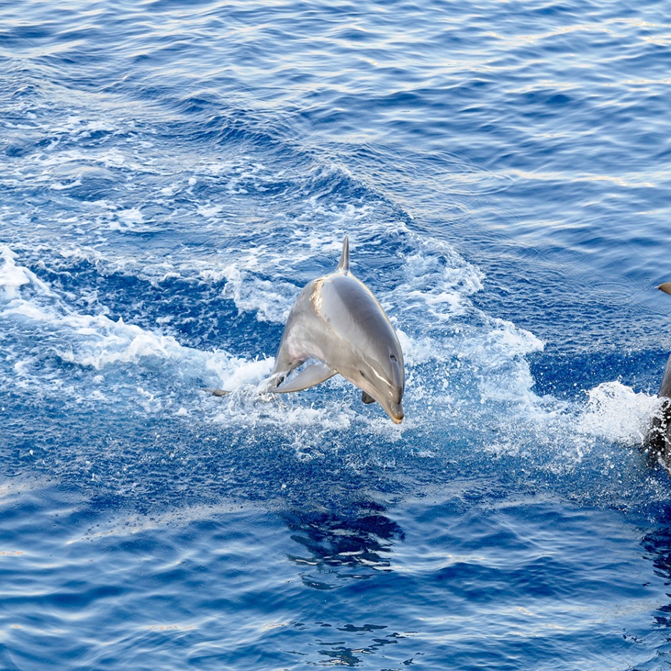 可爱有灵气的海豚高清图片