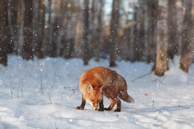 冰天雪地中呆萌的狐狸动物图片