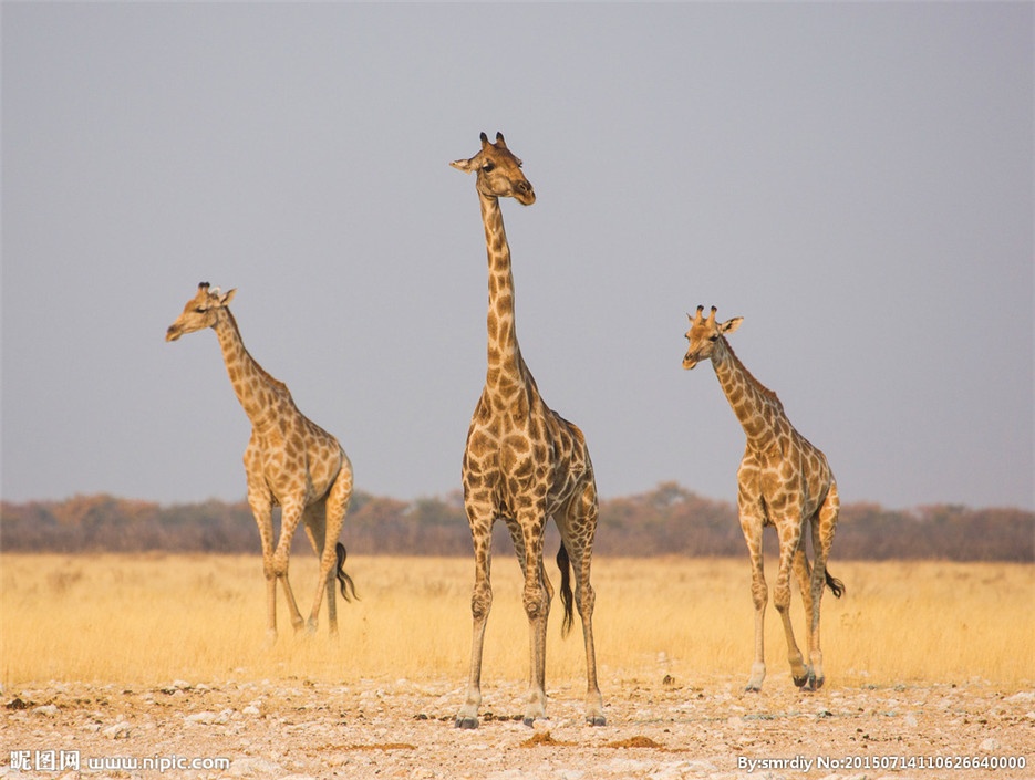 非洲大草原野生长颈鹿图片欣赏