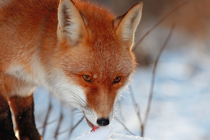 冰天雪地中呆萌的狐狸动物图片