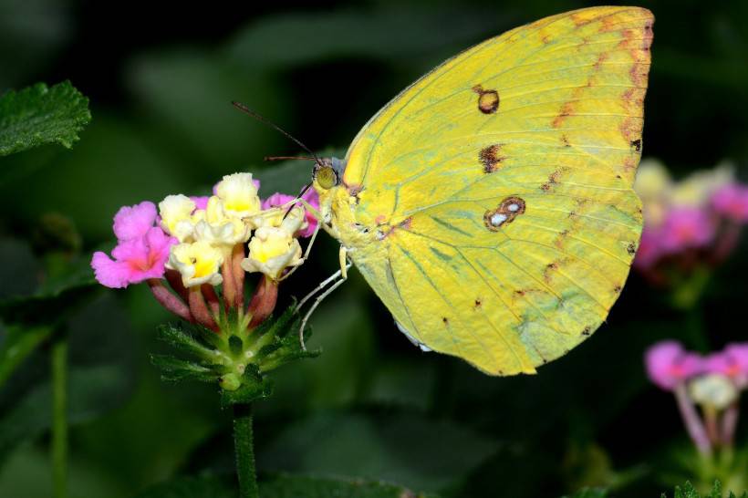 色彩斑斓的蝴蝶图片素材