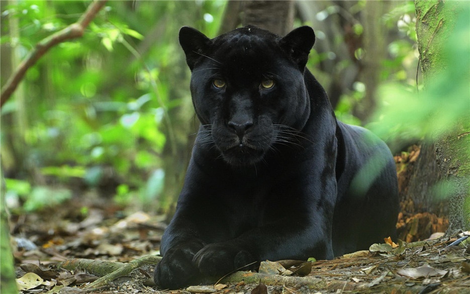 大型猫科动物黑豹高清图片