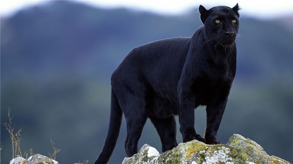 大型猫科动物黑豹高清图片
