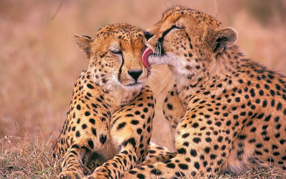 野生动物豹子高清图片欣赏