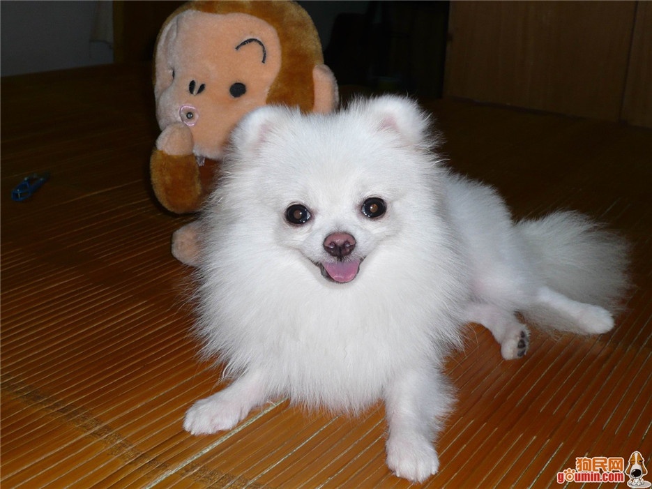 小巧玲珑的日本狐狸犬图片