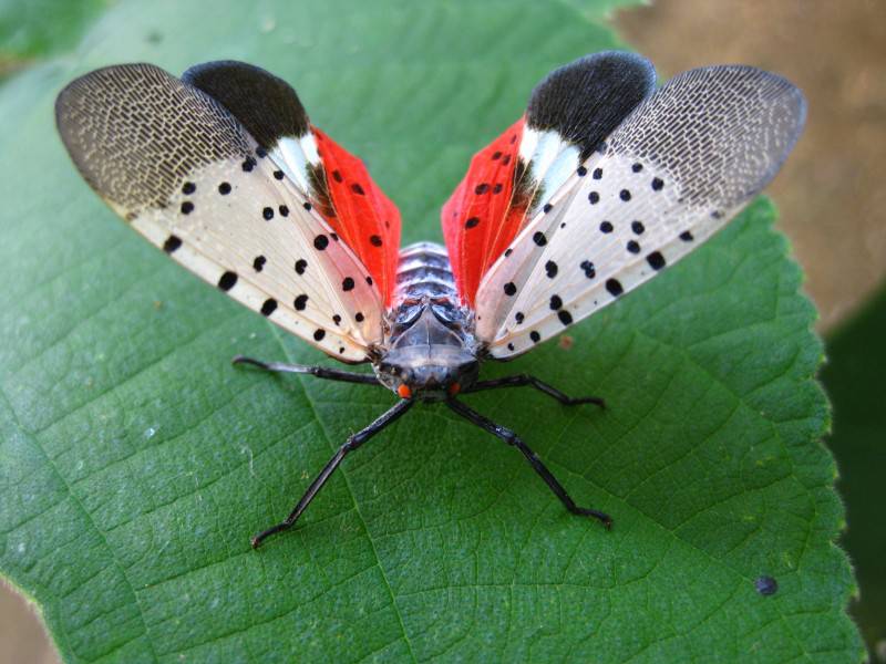常见的昆虫斑衣蜡蝉图片