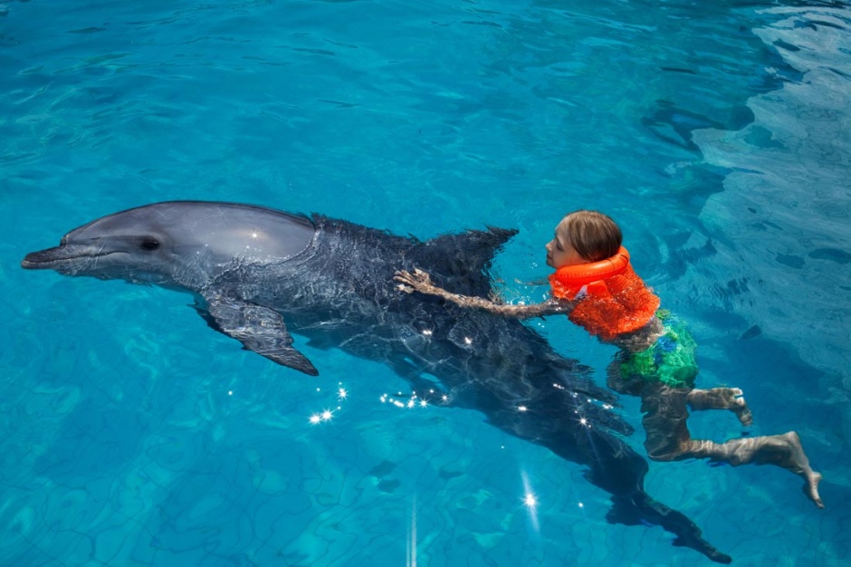 人类的好朋友海豚高清图片