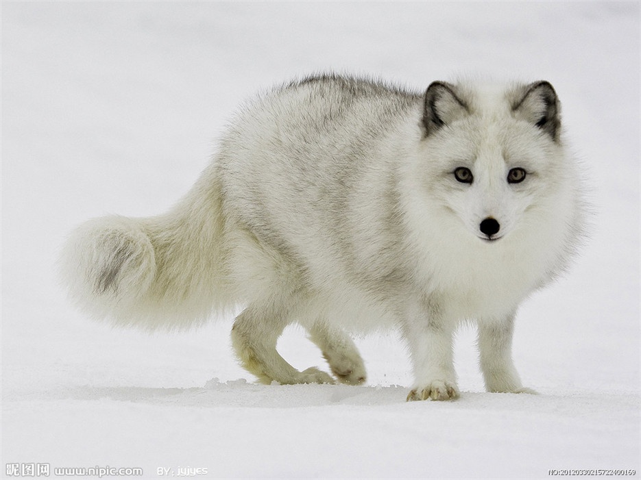 雪地里可爱的北极狼高清图片
