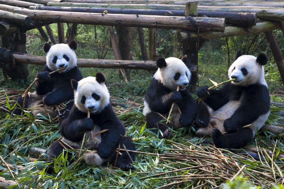可爱的国宝大熊猫图片