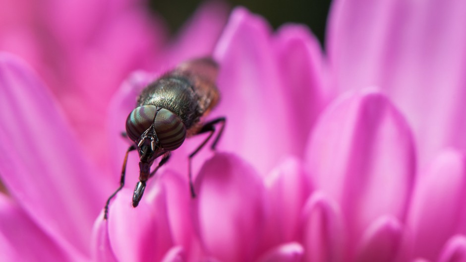 昆虫类动物果蝇微距摄影图片