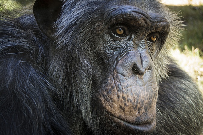 动物园的可爱大猩猩图片