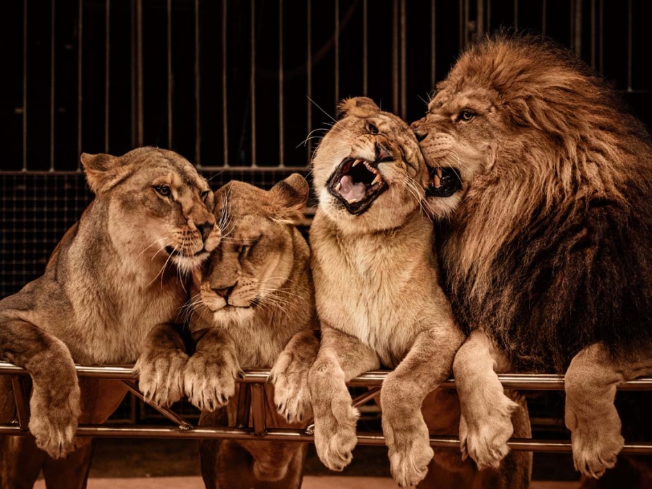 凶猛霸气的狮子高清图片