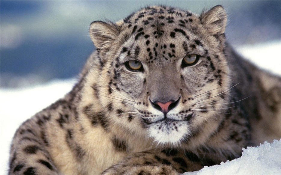 我国一级保护动物野生雪豹图片