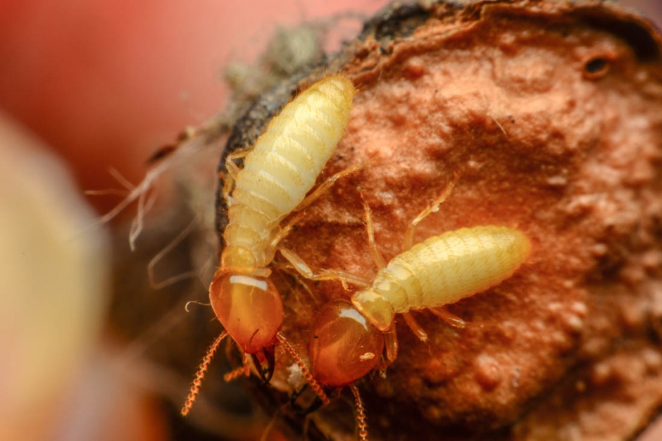 爬行的昆虫蚂蚁高清图片