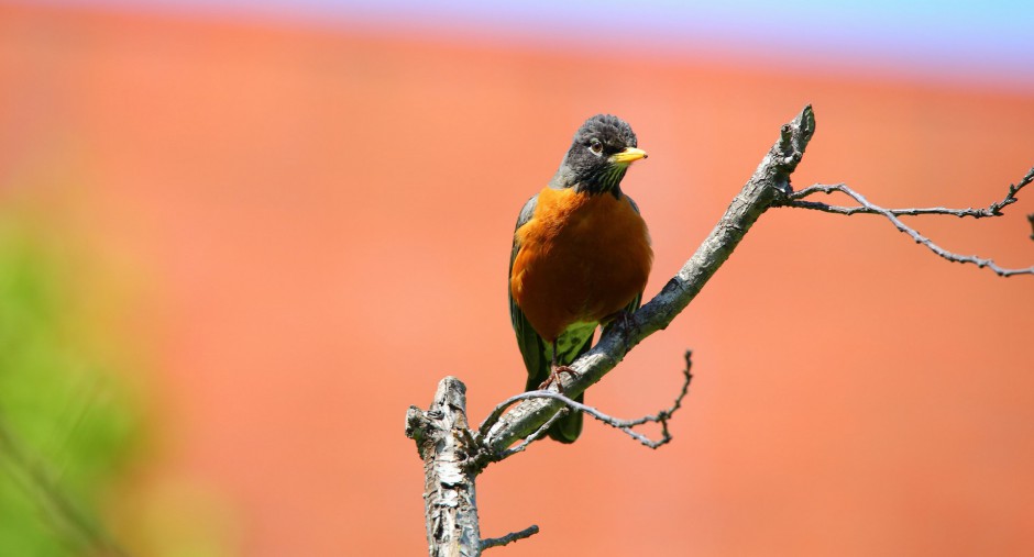 黑喉红尾鸲鸟类高清大图