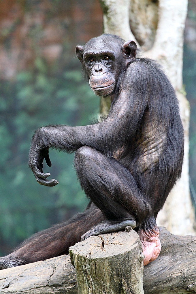 动物园的可爱大猩猩图片