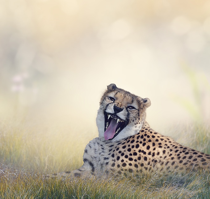 凶猛的非洲猎豹图片欣赏