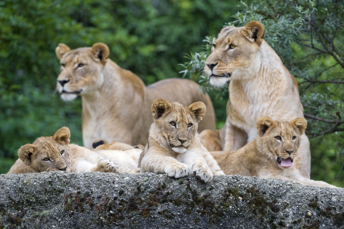 非洲野生动物狮子超清图片