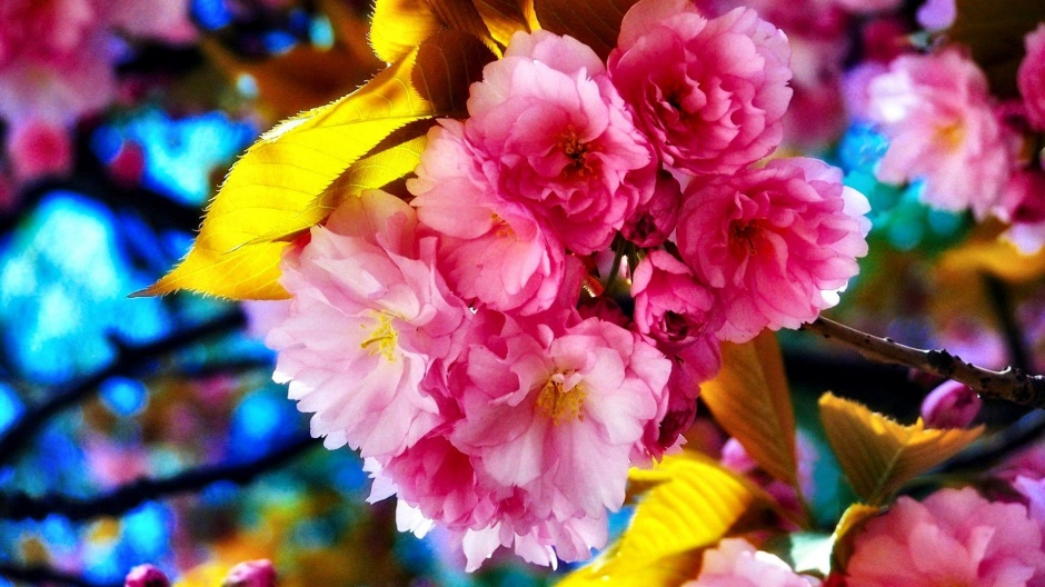 清晨盛开的粉色花卉高清桌面壁纸
