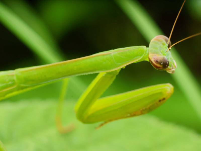 可爱的螳螂昆虫高清图片