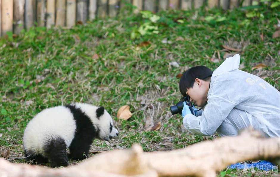 《奇妙朋友》李宇春和国宝熊猫比萌组图
