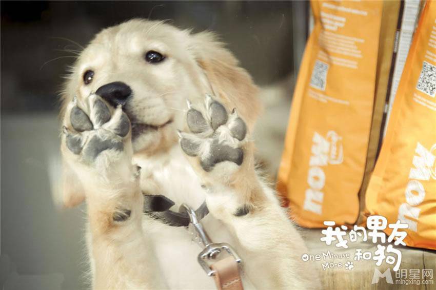 《我的男友和狗》主演张钧甯何润东海报