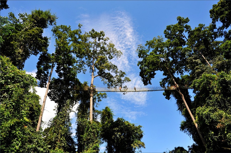 我国稀有植物望天树高清图片
