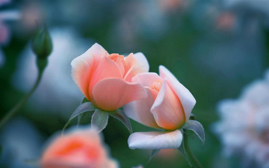 唯美绽放的粉色玫瑰高清图片
