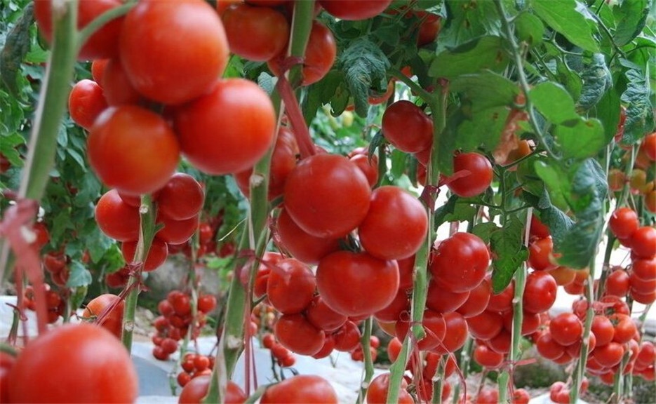 鲜嫩可口的西红柿植物图片