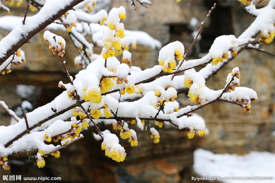 盛开于冬天的腊梅植物图片