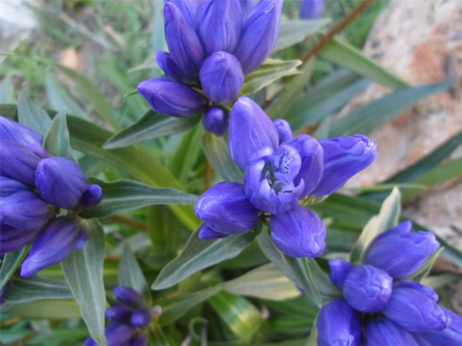 唯美典雅的蓝色植物龙胆图片