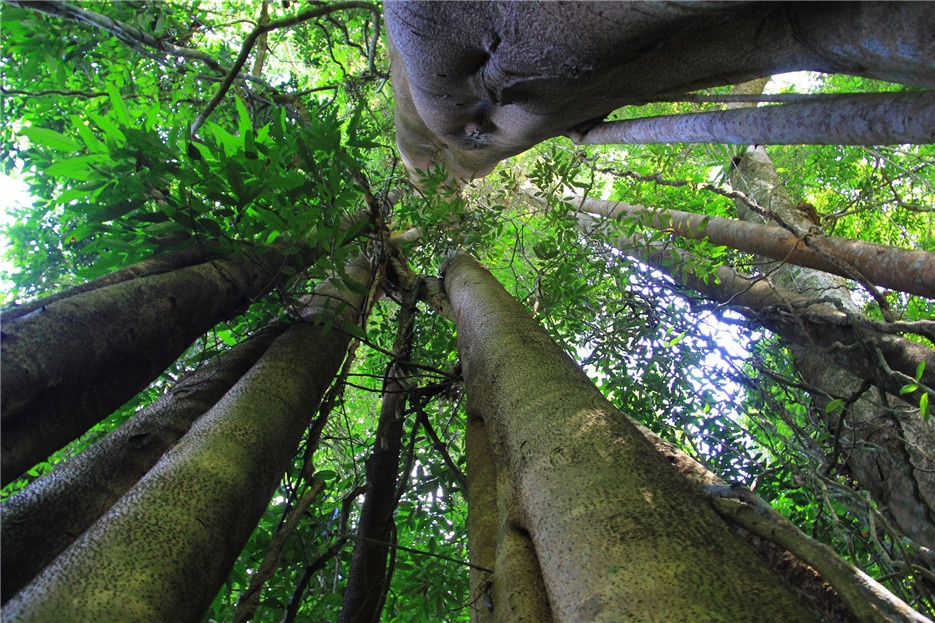 我国稀有植物望天树高清图片