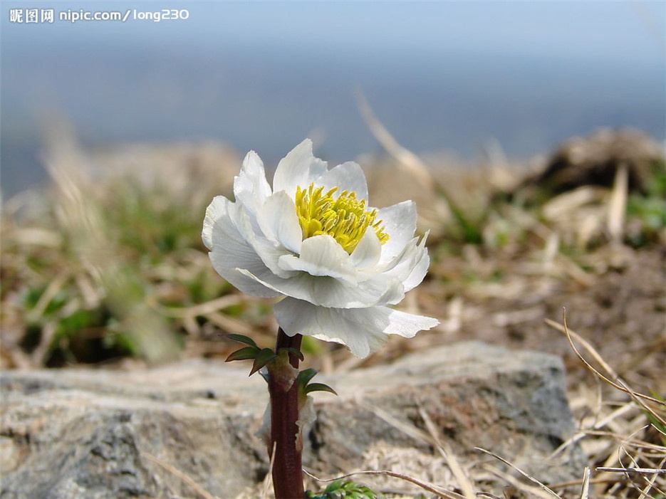 我国西藏天山雪莲植物图片