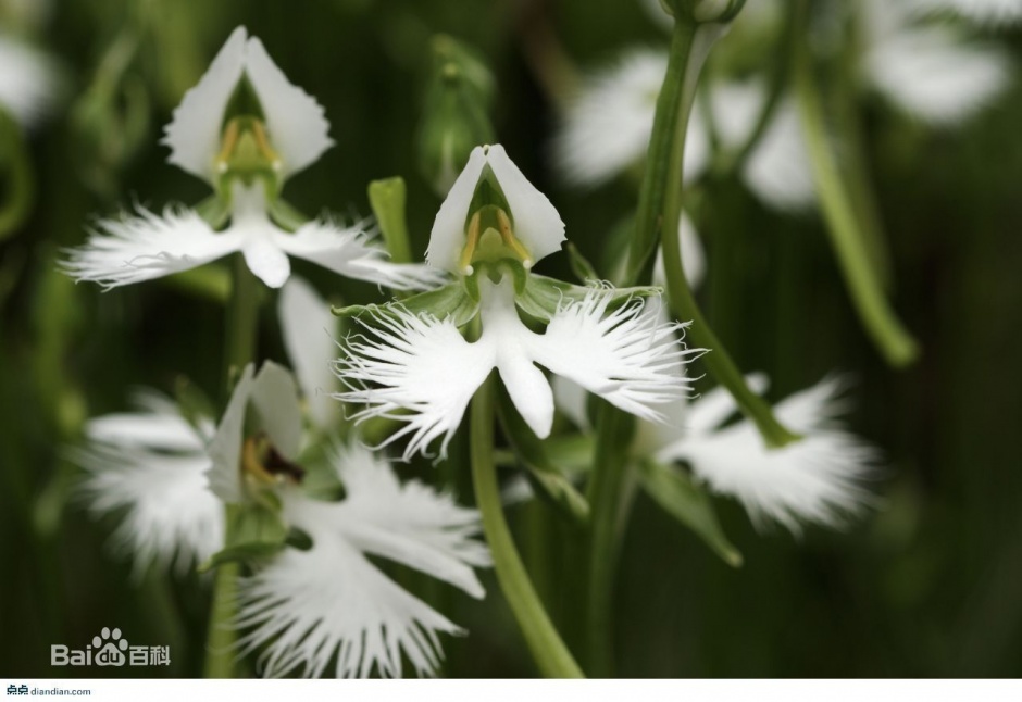 稀奇罕见的植物白鹭花图片欣赏