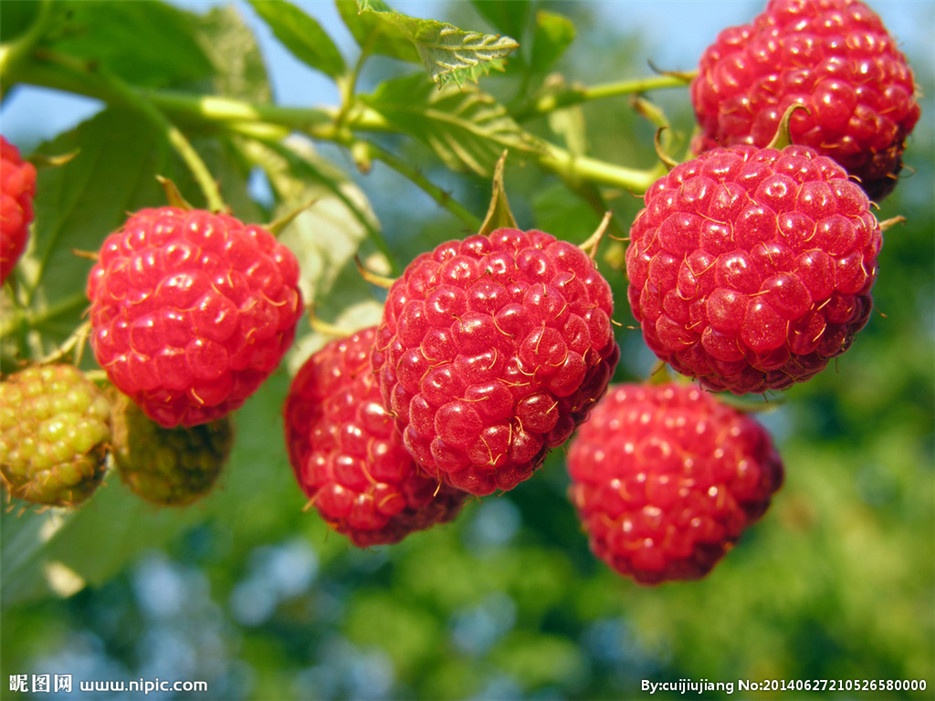 清热解毒的水果红树莓图片欣赏