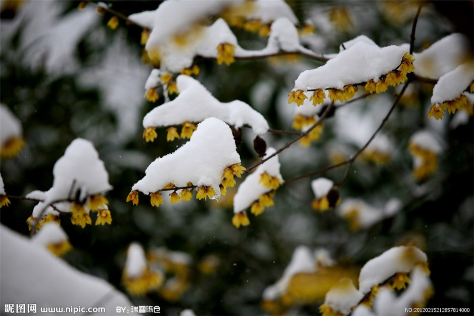 盛开于冬天的腊梅植物图片