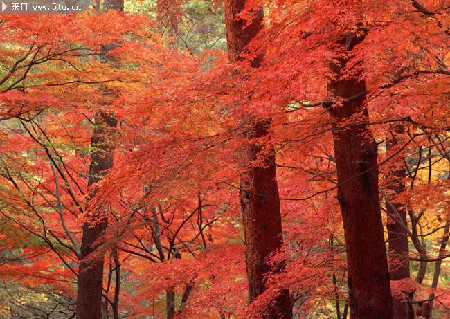 生机勃勃的红枫树林风景图片