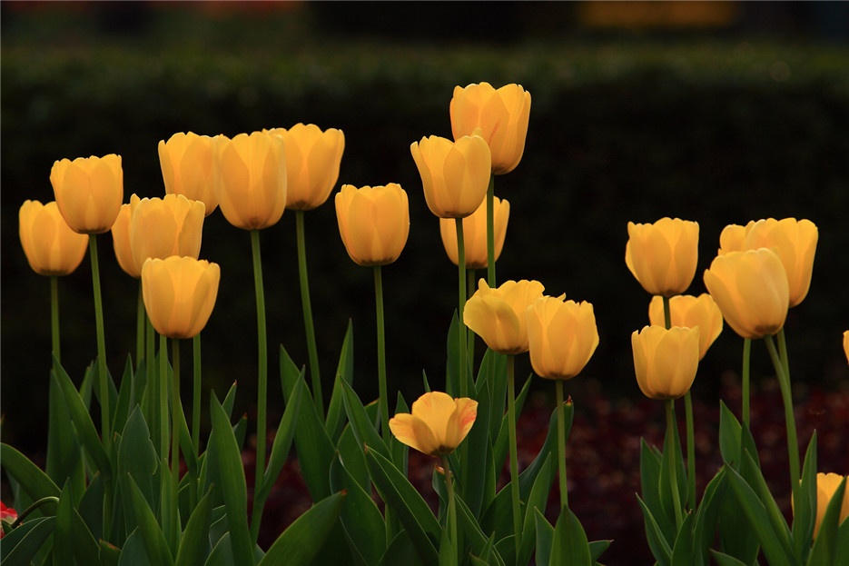 色彩斑斓的唯美郁金香高清图片
