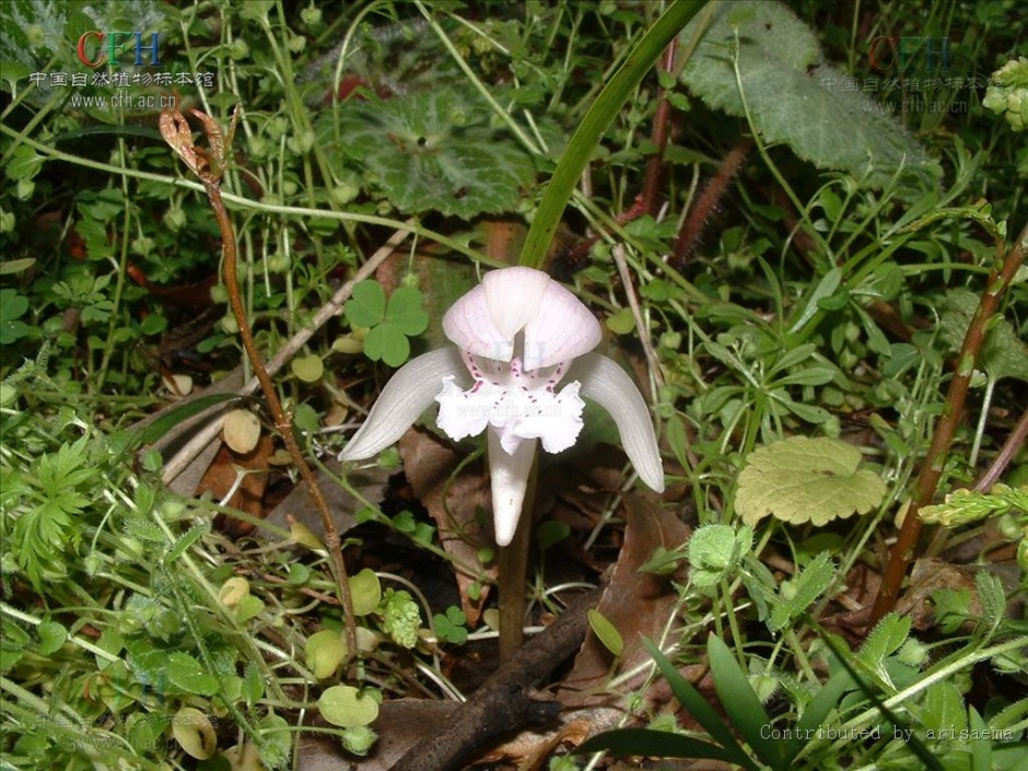 四川的珍贵保护植物独花兰图片