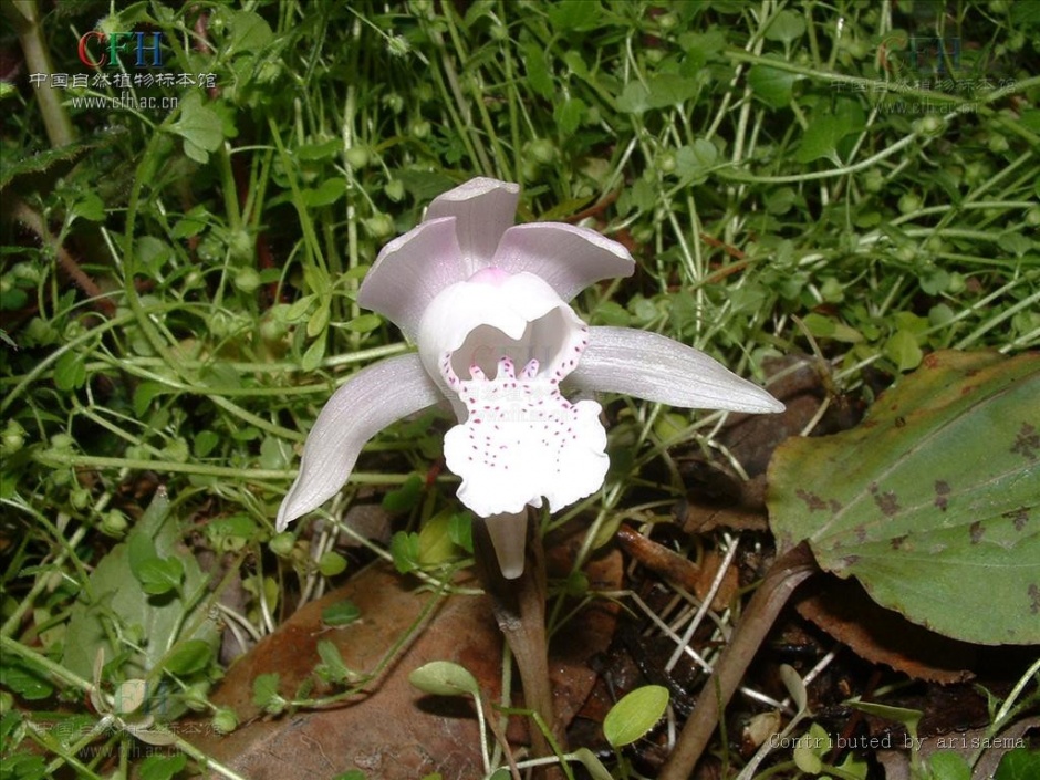 四川的珍贵保护植物独花兰图片