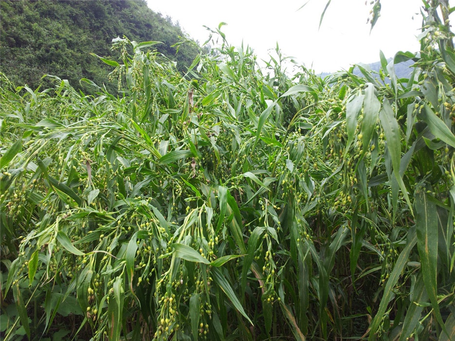 即将成熟的薏米植物图片