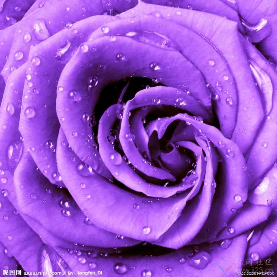 暗香疏影的紫色玫瑰花图片