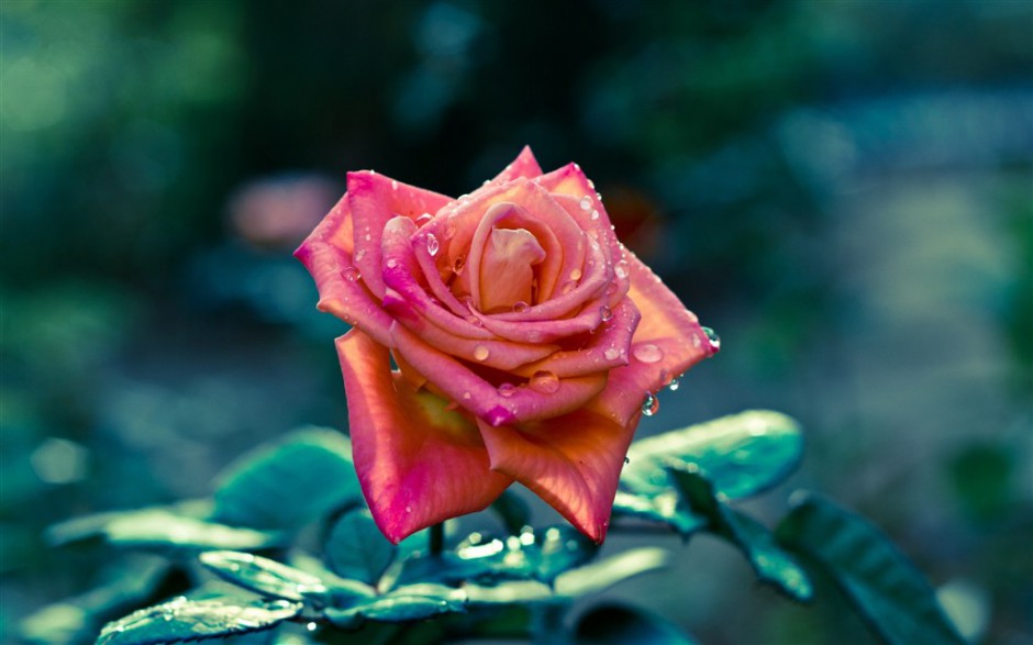 雨过天晴后的玫瑰花摄影图片