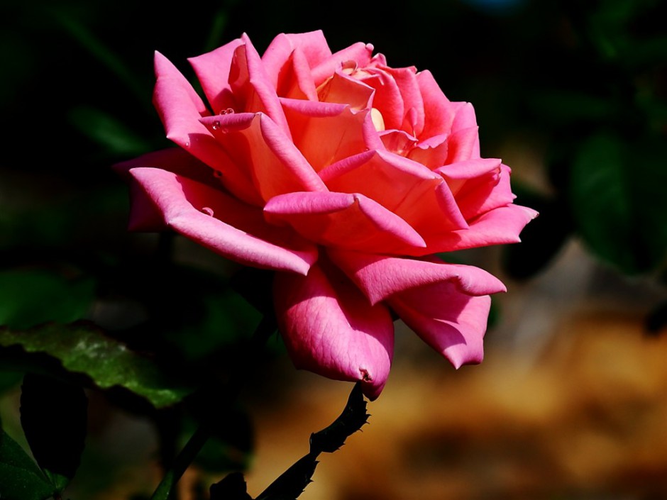 绽放的美艳粉玫瑰高清大图