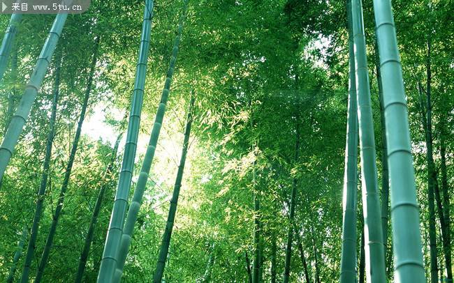 翠绿的竹林高清图片素材