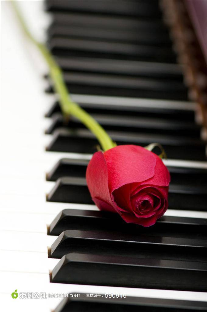 钢琴上的玫瑰花艺术图片欣赏